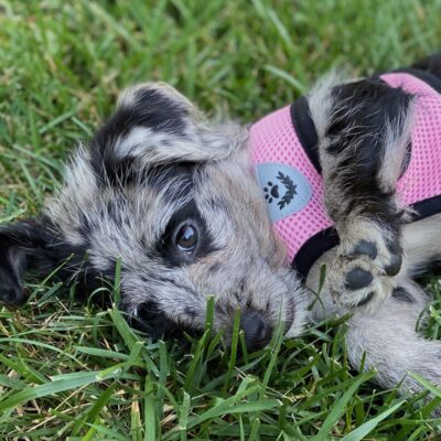 Inner Work with Lacey the Puppy Guru